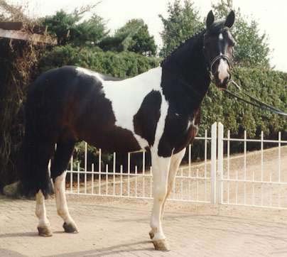 samber stallion